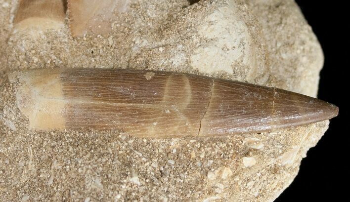 Plesiosaur Tooth In Matrix + Small Tooth #11625